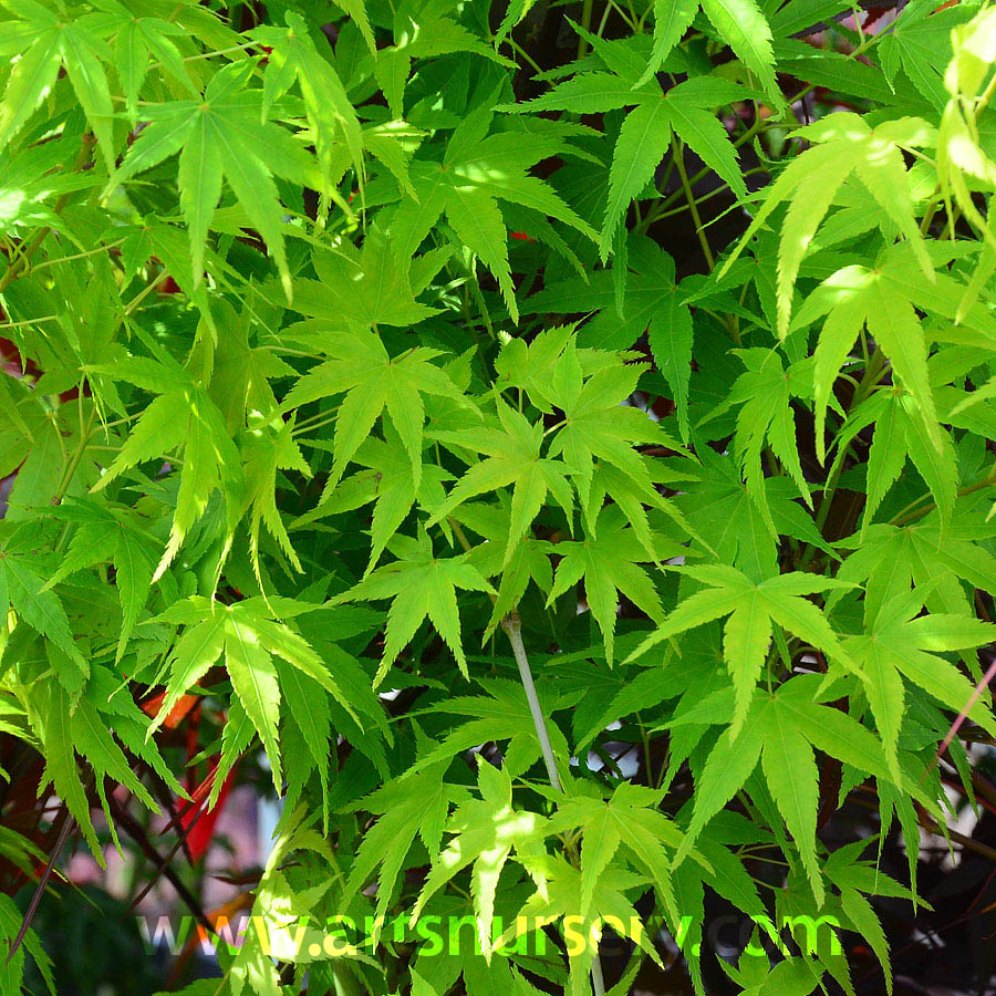 Acer palmatum 'Ukon'