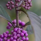 Callicarpa 'Purple Pearls'