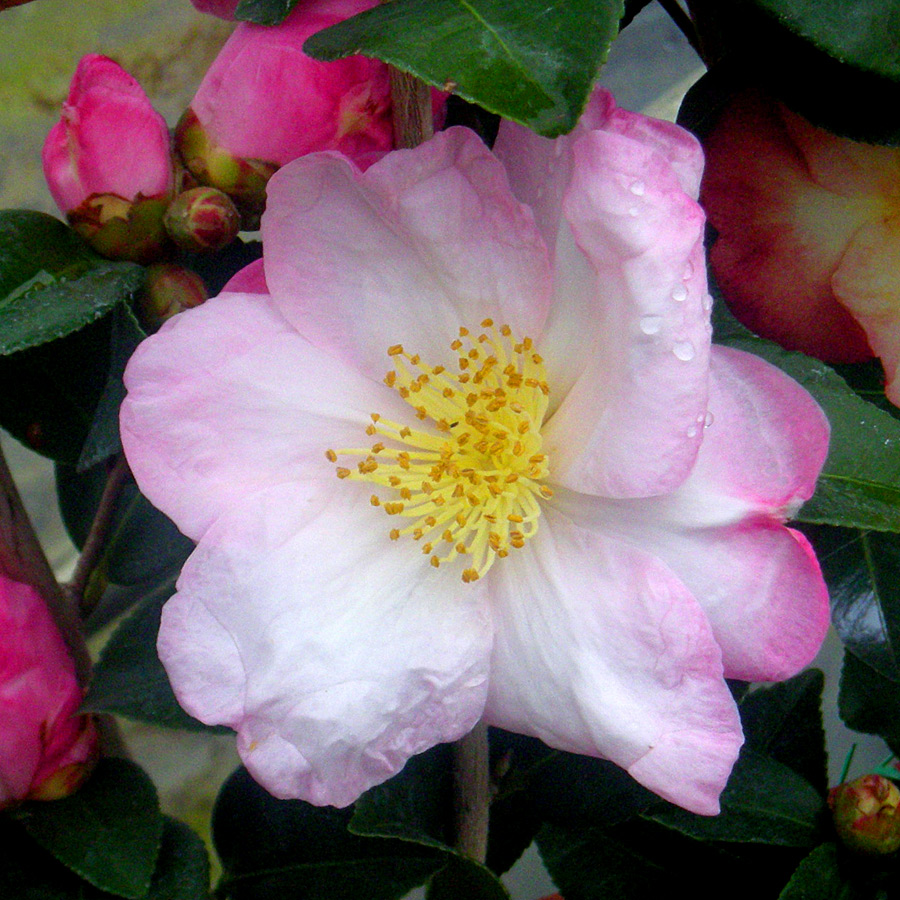 Camellia sasanqua 'Apple Blossom' STD