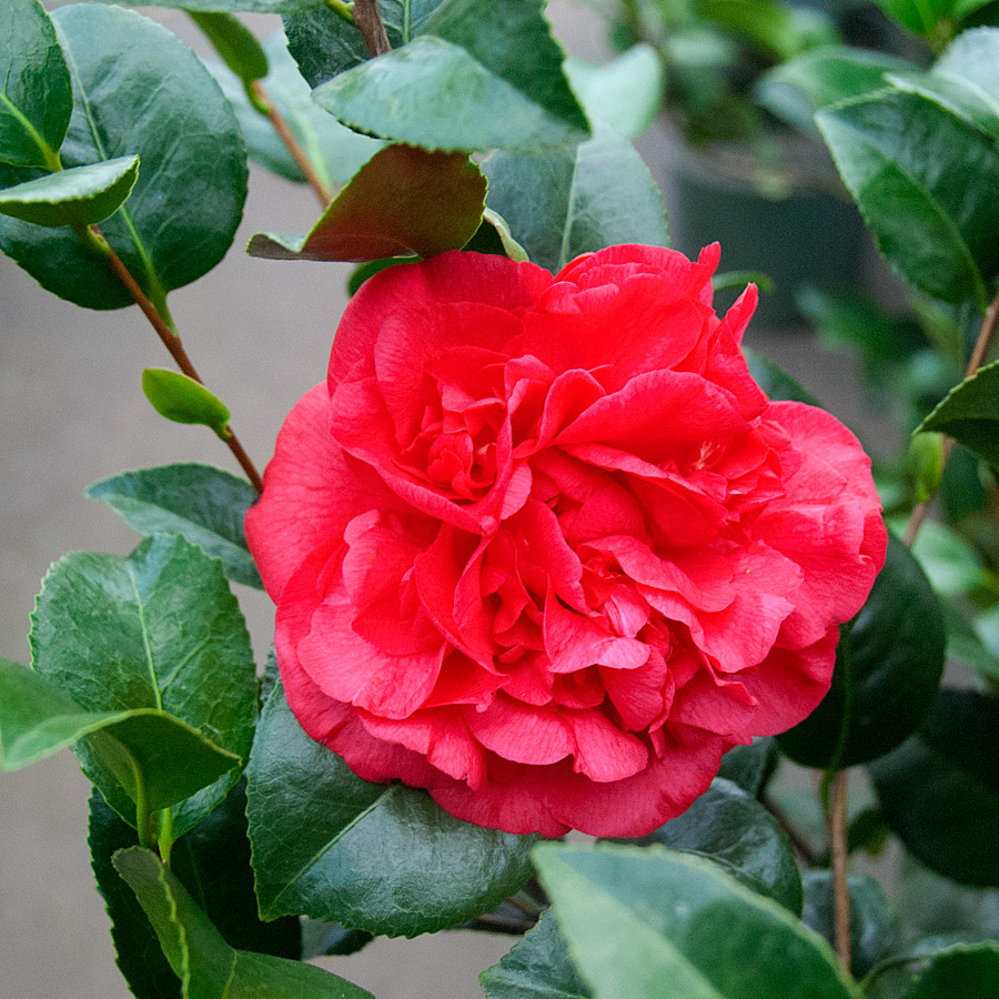 Camellia japonica 'Kramer's Supreme' Standard