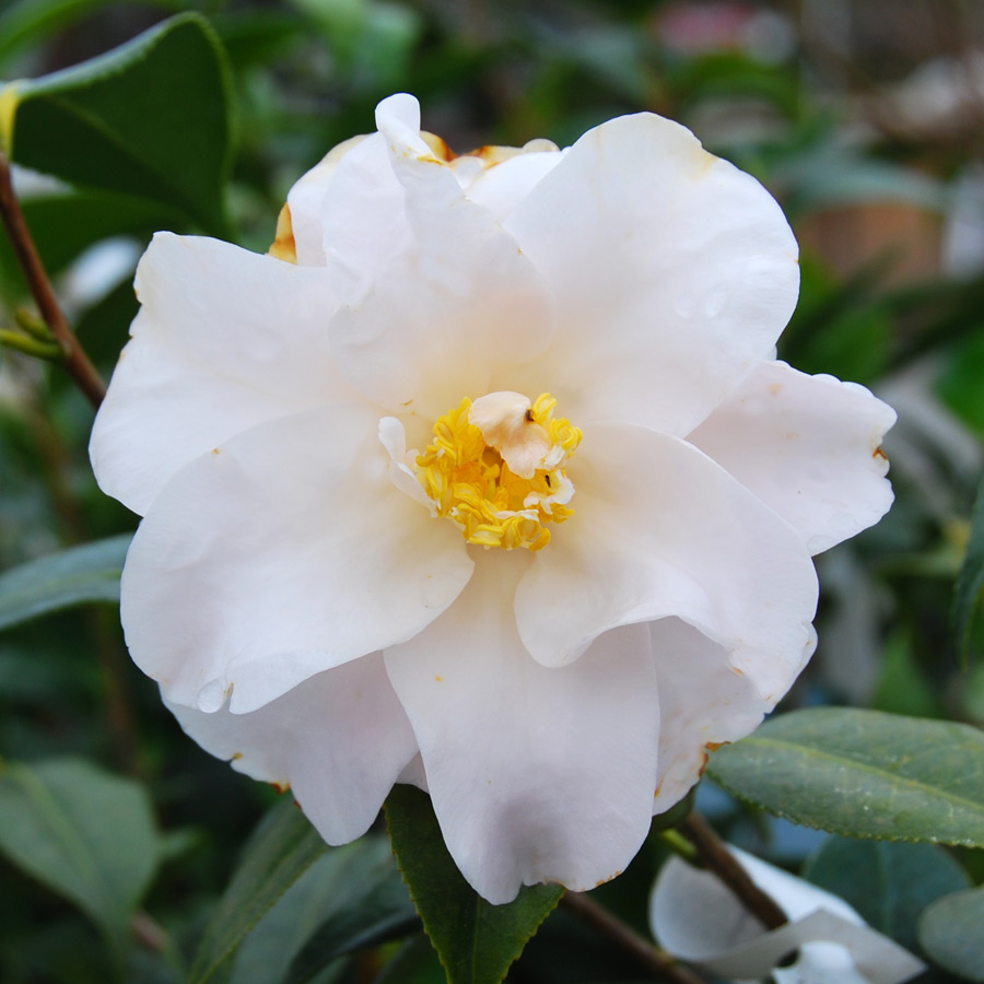 Camellia japonica 'Magnoliaeflora'