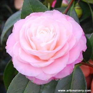camellia_japonica_maxwellspearl.jpg