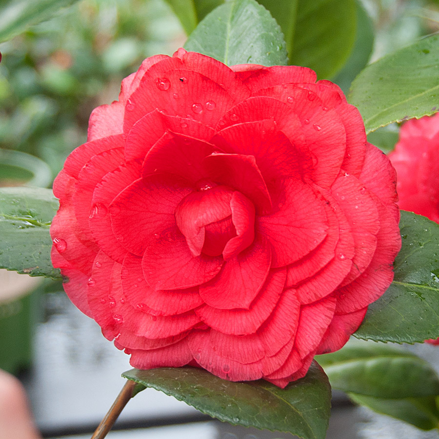 Camellia japonica 'Nuccio's Bella Rossa'