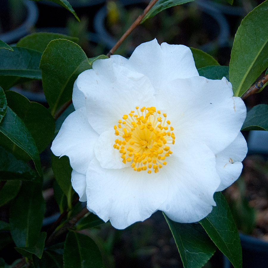 Camellia japonica 'Silver Waves'