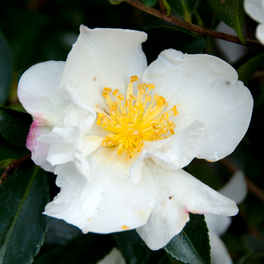 Camellia sasanqua 'Setsugekka'