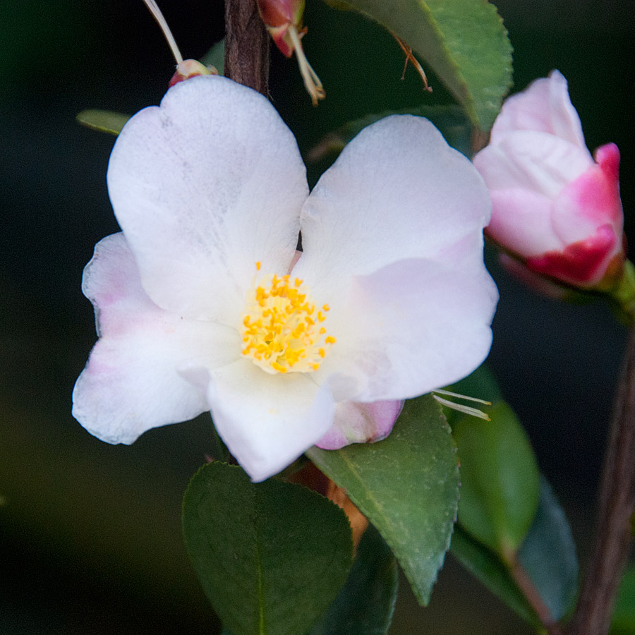 Camellia x 'Fairy Blush'