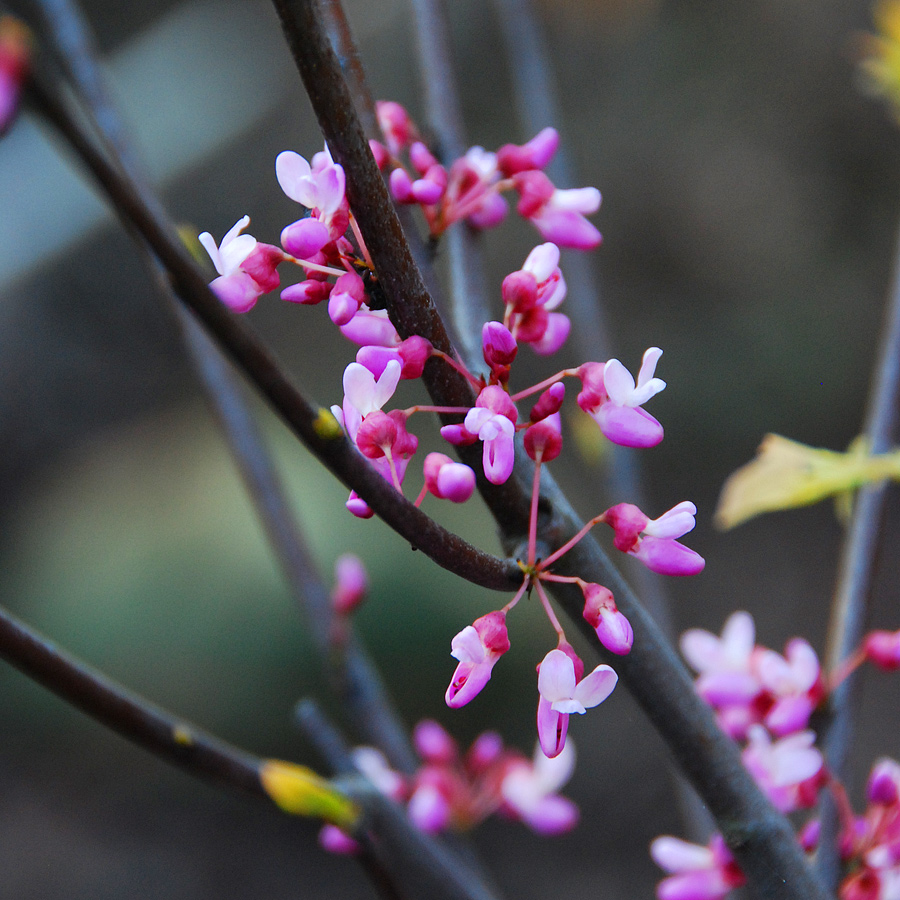 Cercis canadensis 'Heart's Desire' 1.25in