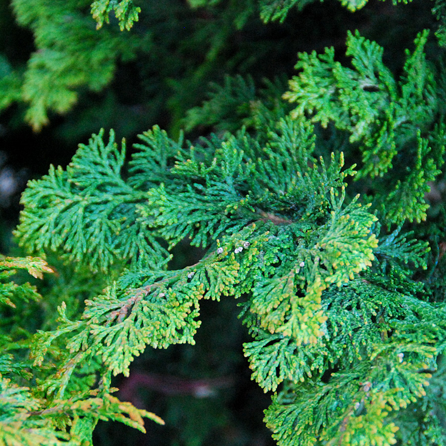Chamaecyparis obtusa gracilis Topiary 
