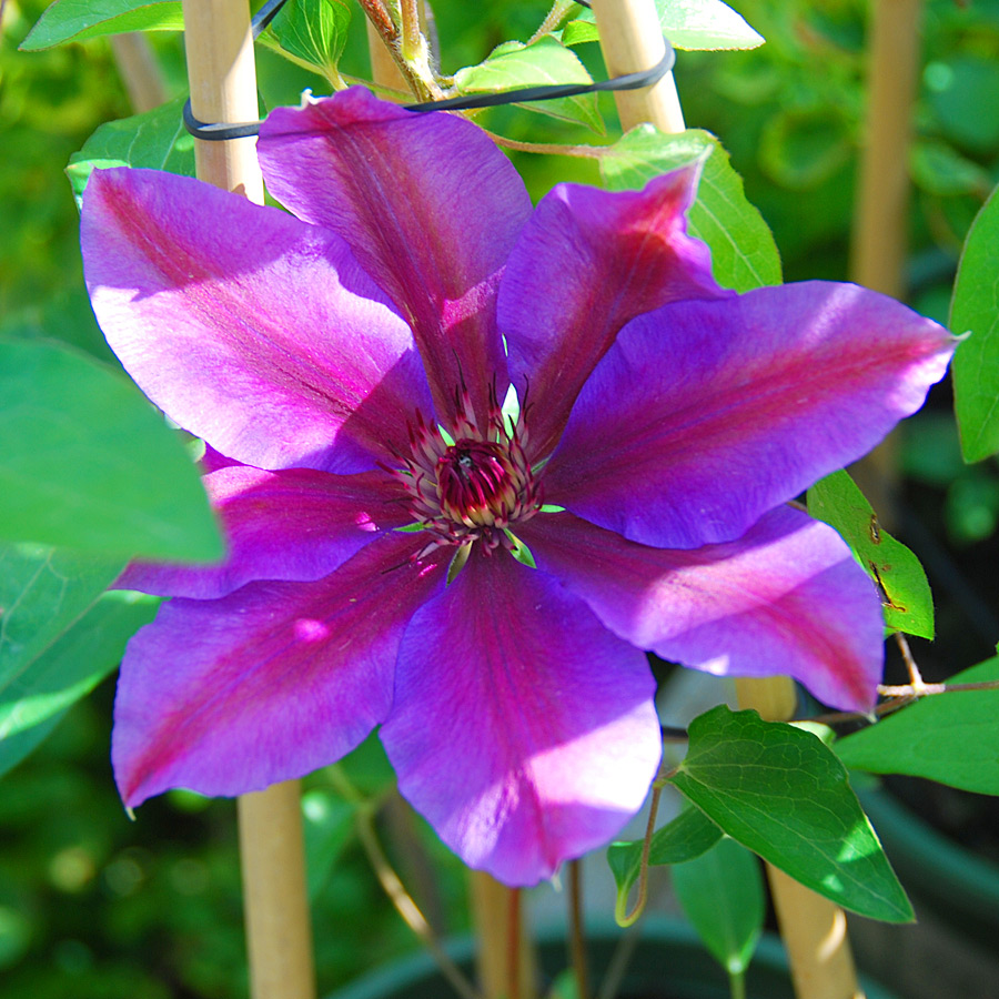 Clematis Vancouver 'Starry Nights'