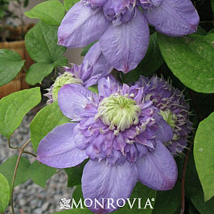 Clematis Blue Light Select