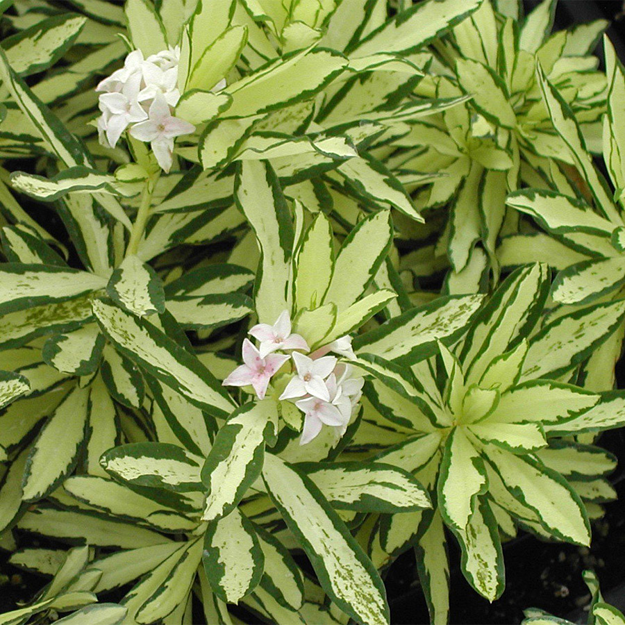 Daphne × burkwoodii 'Somerset' 18-24in