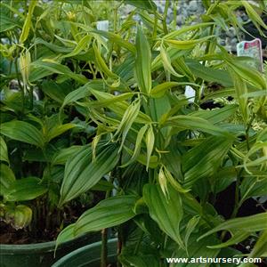 Disporum cant 'Green Giant'