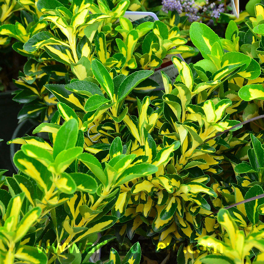 Euonymus japonicus 'Aureovariegatus'