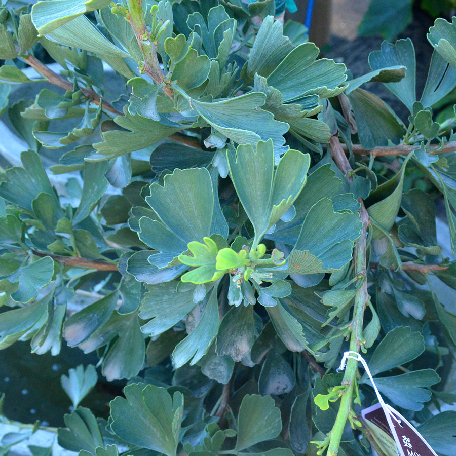 Ginkgo biloba 'Jade Butterfly'