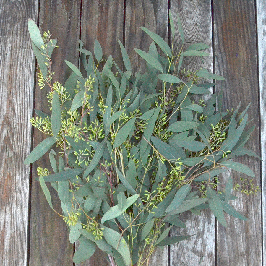 Christmas Greens - Eucalyptus Seeded
