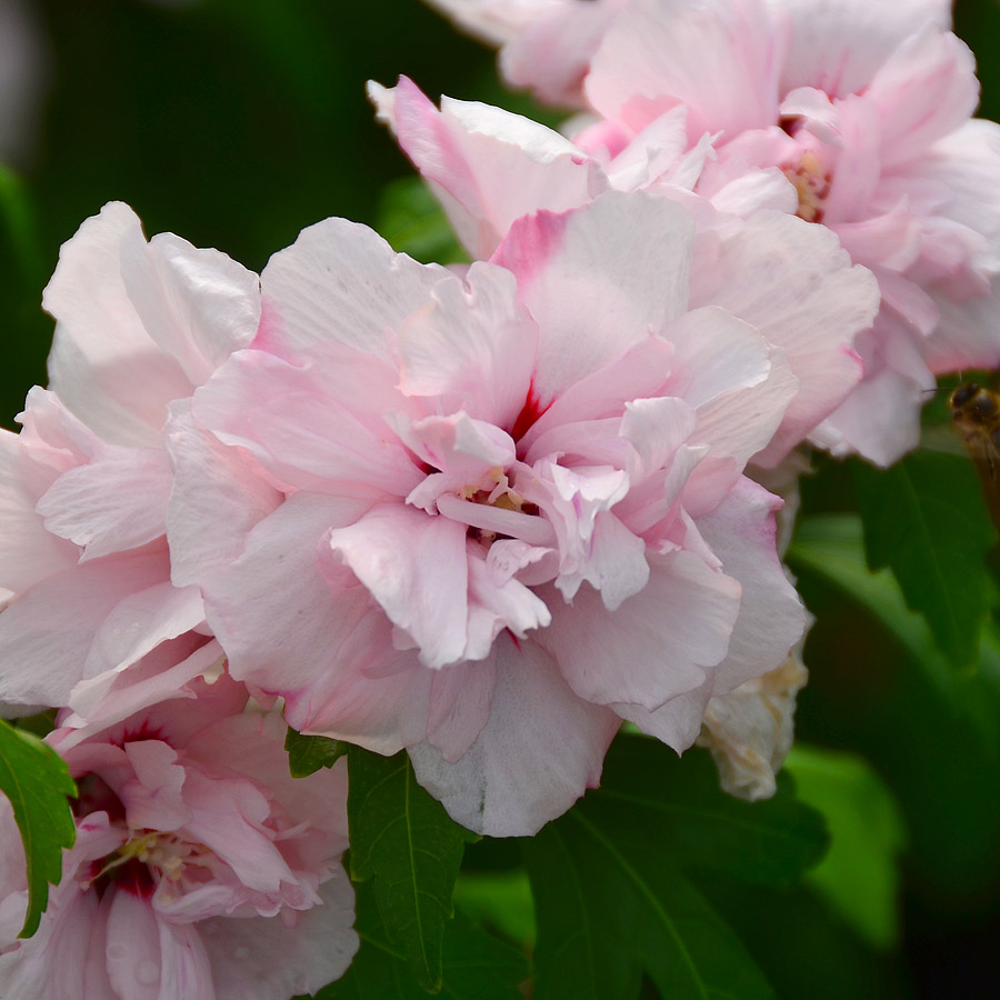 hibiscus_syriacus_blushingbride (2).jpg