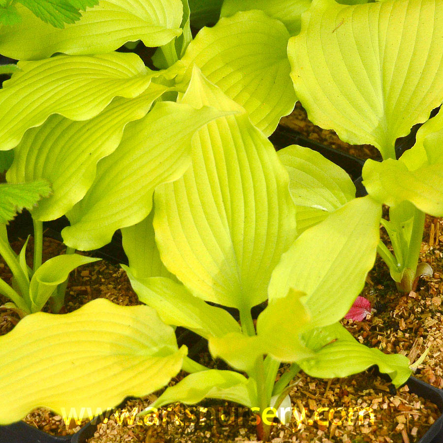 Hosta 'Dancing with Dragons'