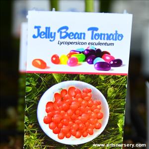 Jelly Bean Tomato - Red