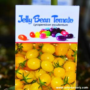 Jelly Bean Tomato - Yellow