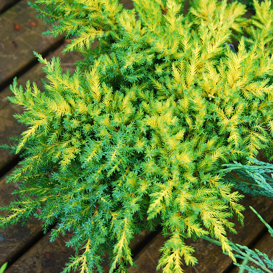 Juniperus chinensis 'Daubs Frosted'