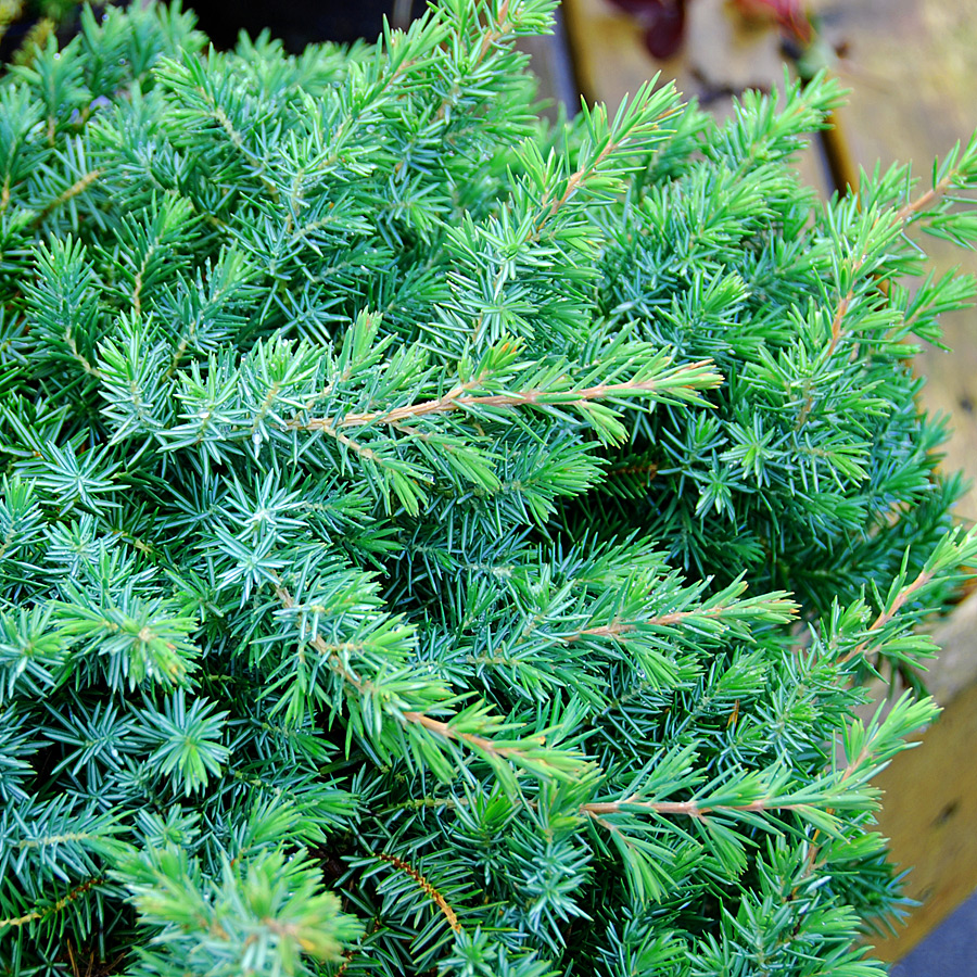 juniperus_conferta_bluepacific.jpg