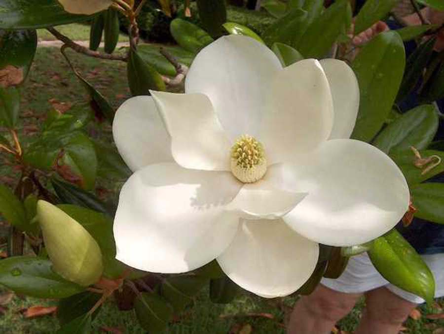 Magnolia hybrid 'The Girls'