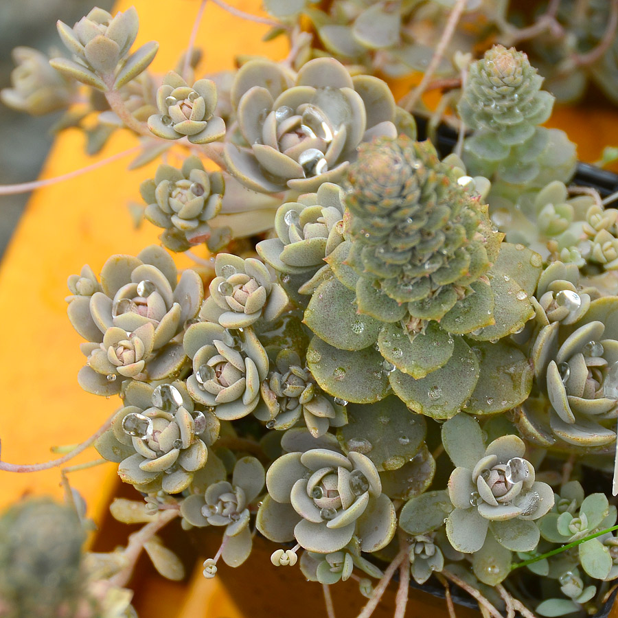 Orostachys 'Chinese Dunce Cap'