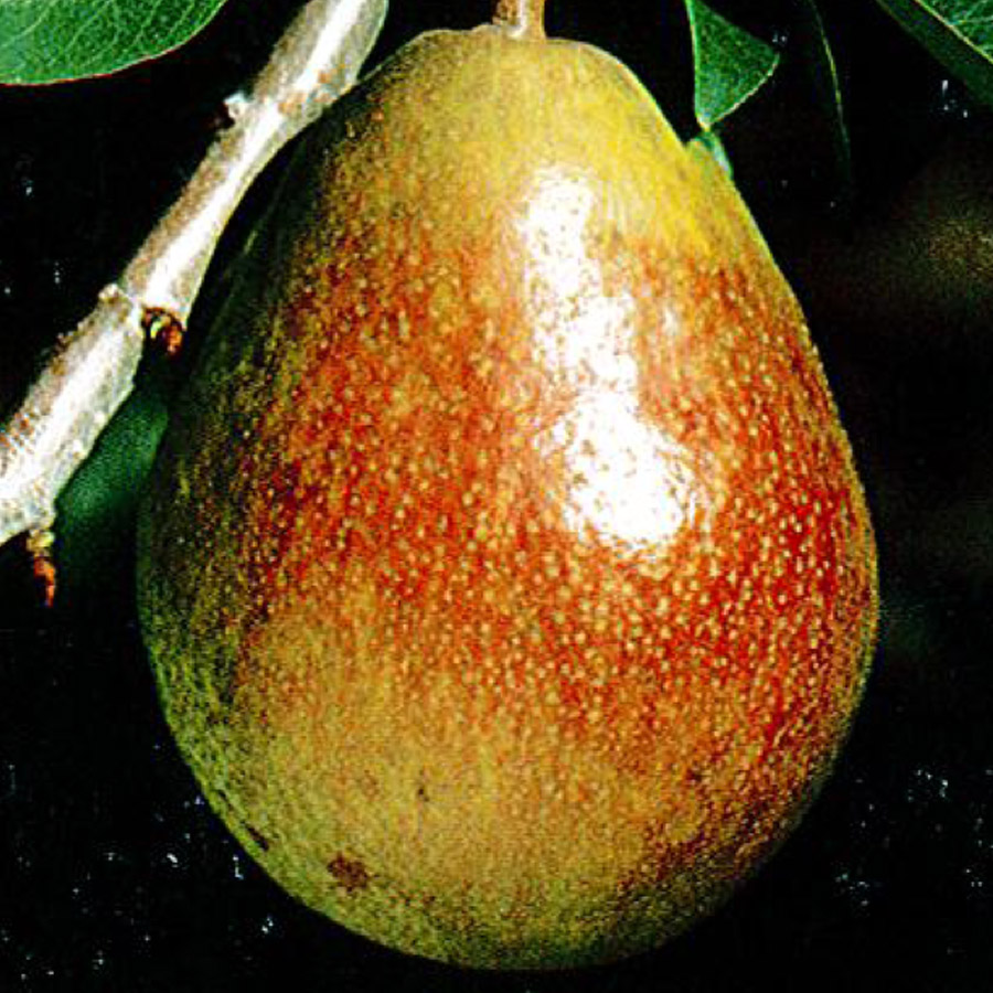 Pear 'Flemish Beauty'