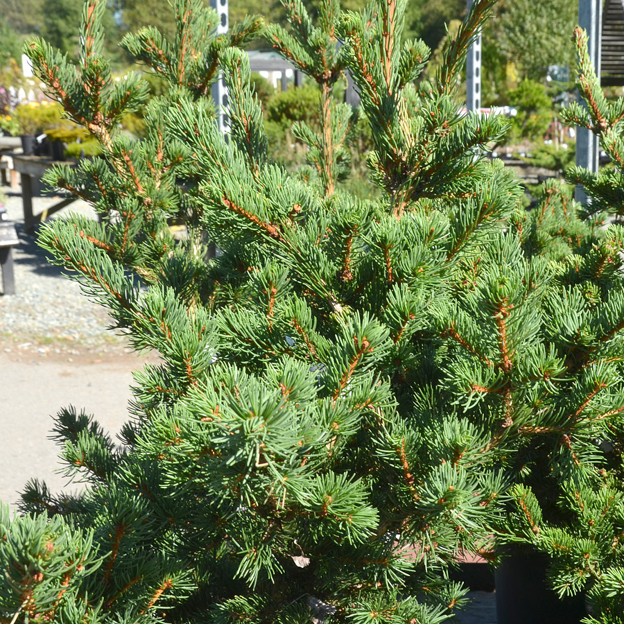 picea_abies_lombarts (3).jpg
