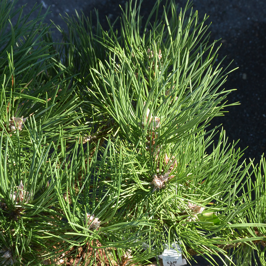 Pinus nigra 'Hornbrookiana'