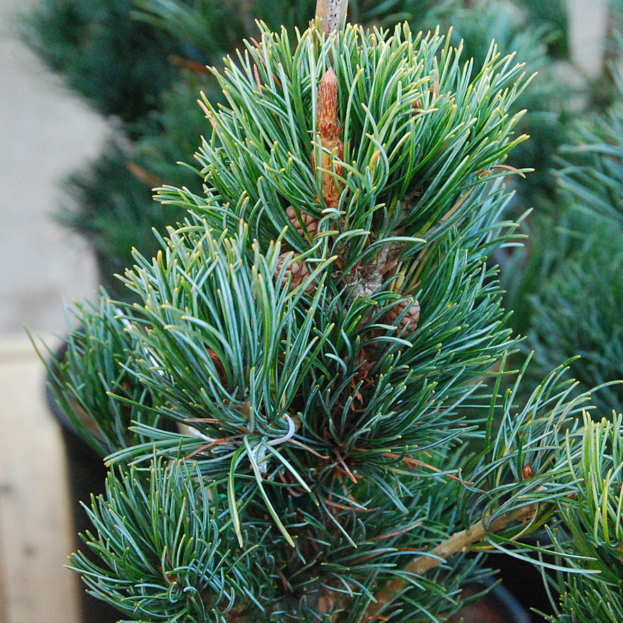 Pinus parviflora glauca nana