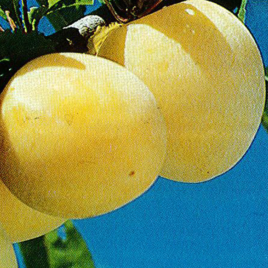 Prunus domestica 'Yellow Egg'