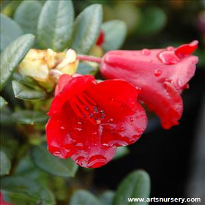 Rhododendron 'Carmen' 