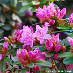 Rhododendron 'Hardizer's Beauty' - STD