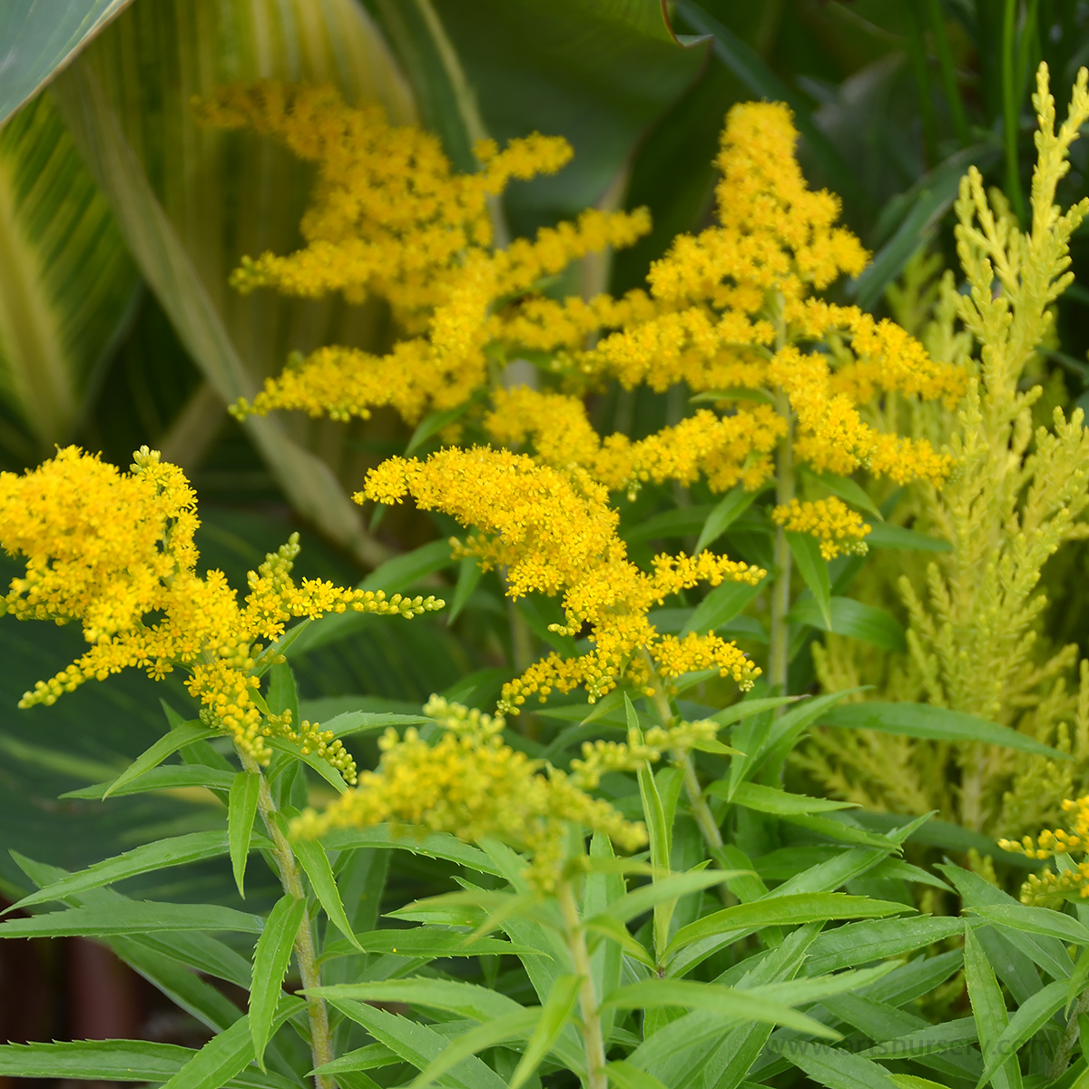 Solidago ‘Crown of Rays’