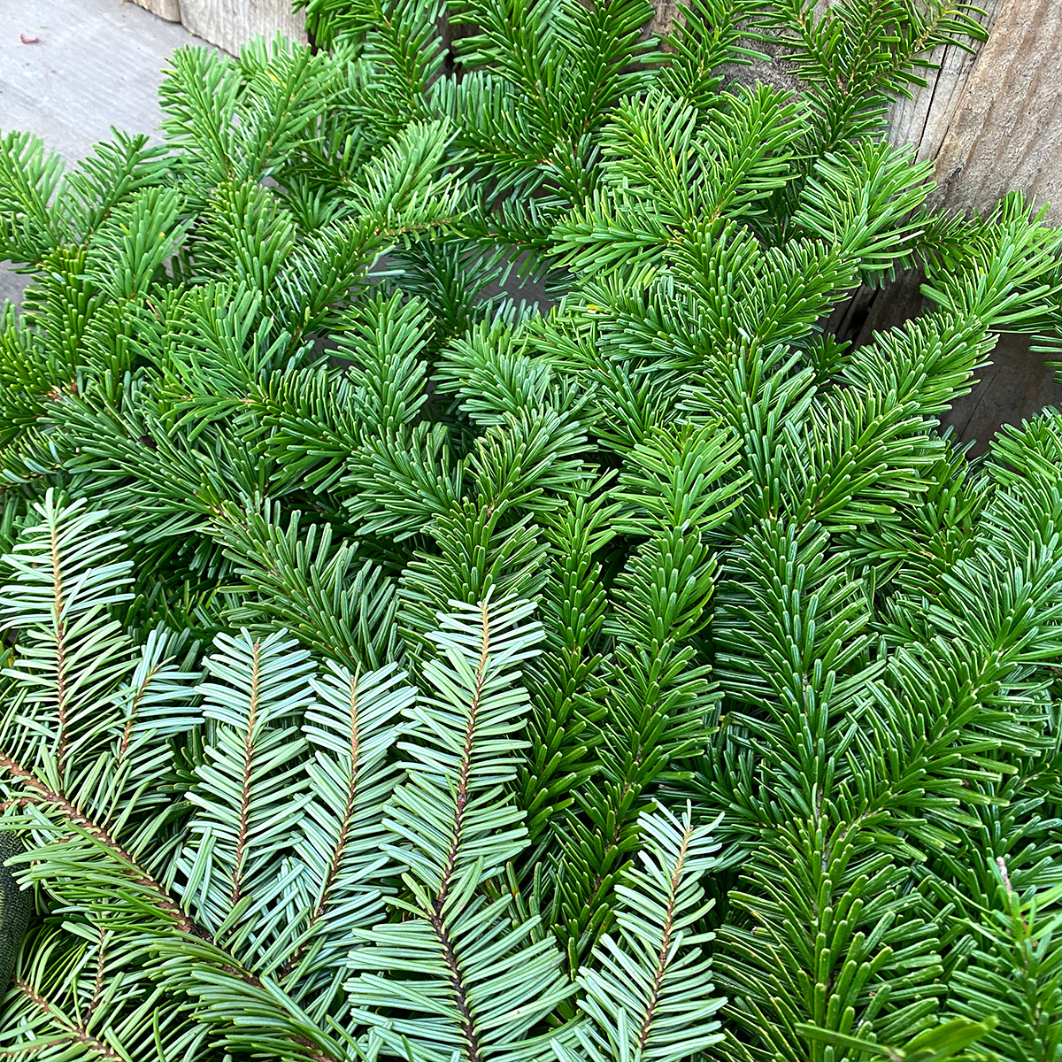 Christmas Greens- Carolina Sapphire Cypress