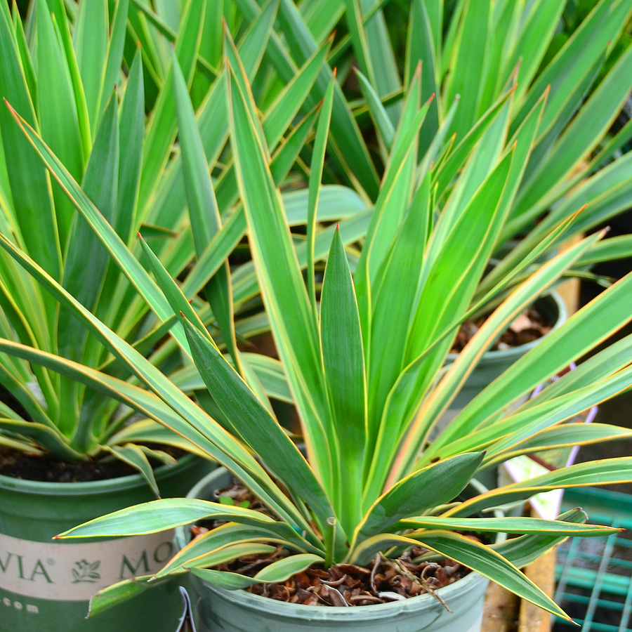 Yucca gloriosa var. recurvifolia 'Walbristar' 