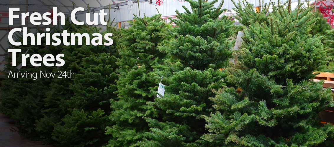 arts nursery ltd garden centre nursery landscape supply arts nursery ltd garden centre nursery landscape supply