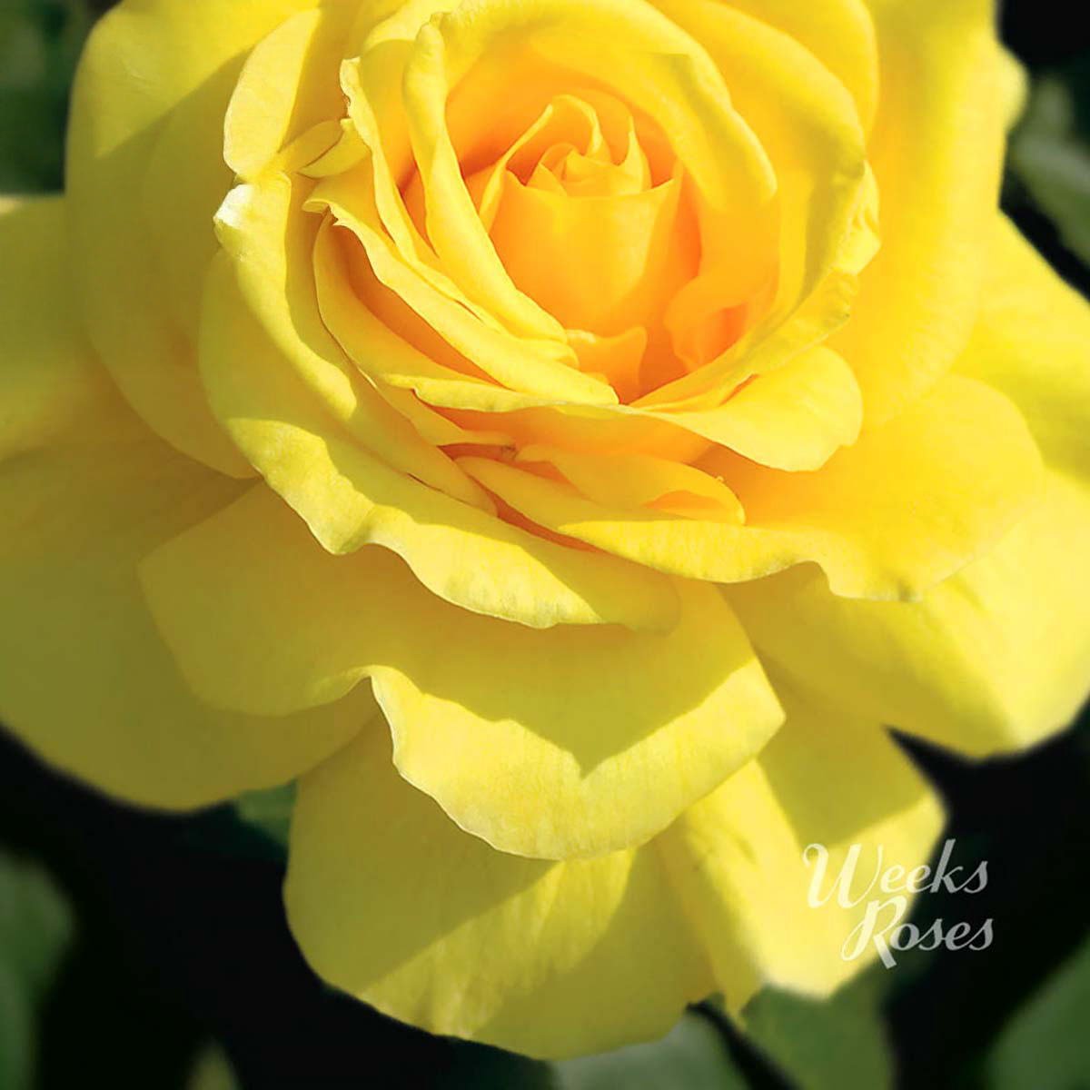 Tree Form Roses