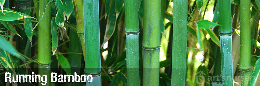 Running Bamboo | Bamboo | Arts Nursery Ltd