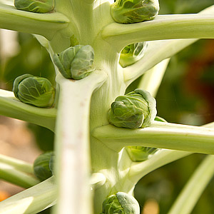 Seeds - Brussel Sprouts