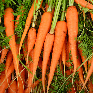 Seeds - Carrots