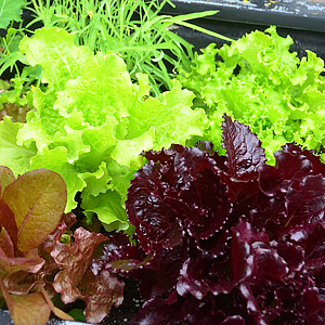 Seeds - Lettuce and Salad Greens