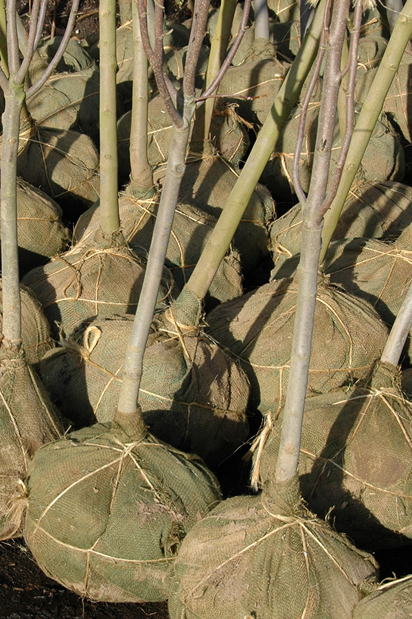 Wholesale Form Image
