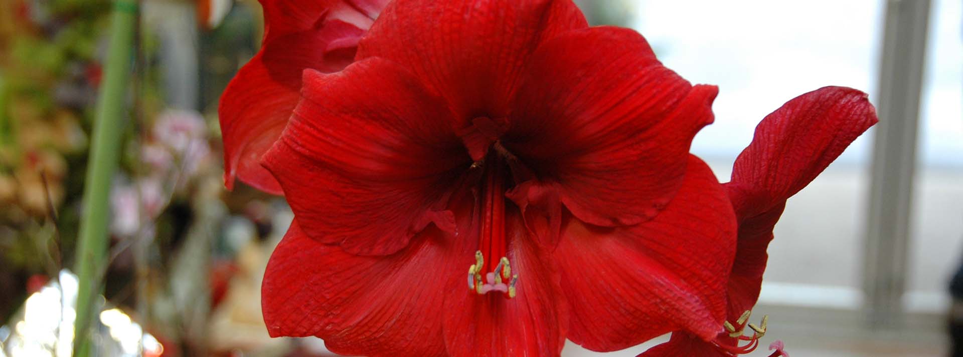 How to Grow Amaryllis Indoors