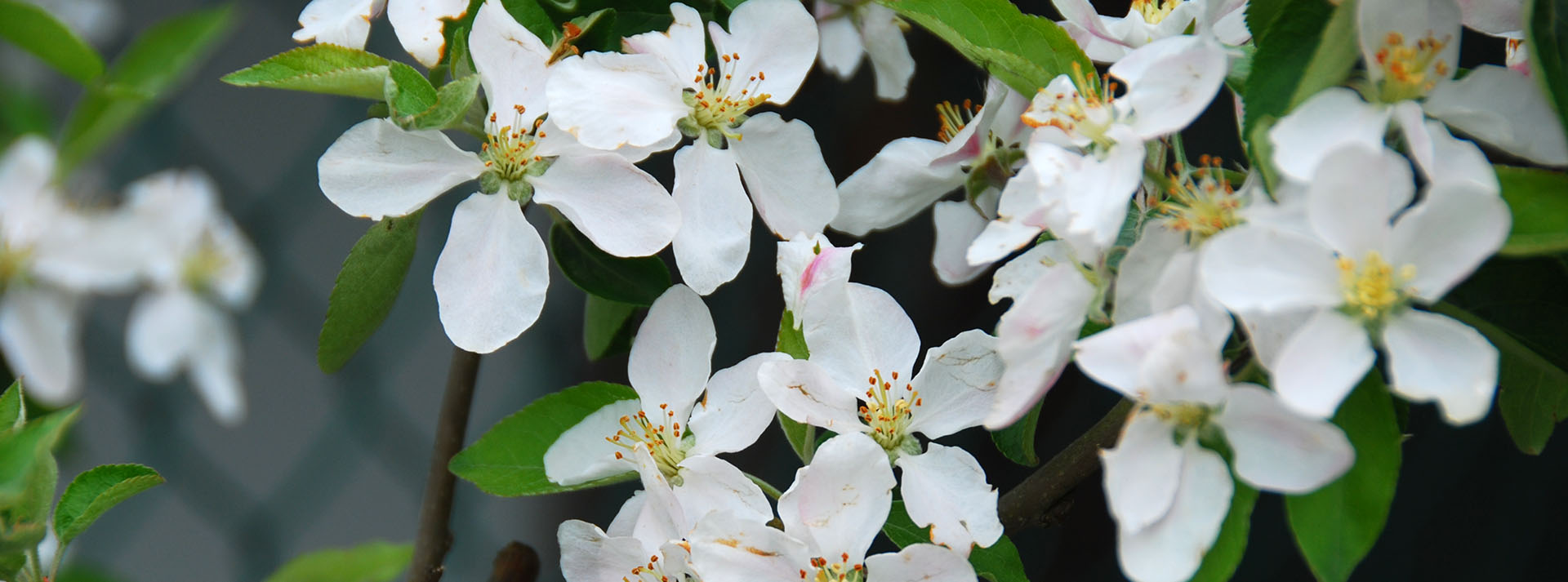 Understanding Apple Pollination
