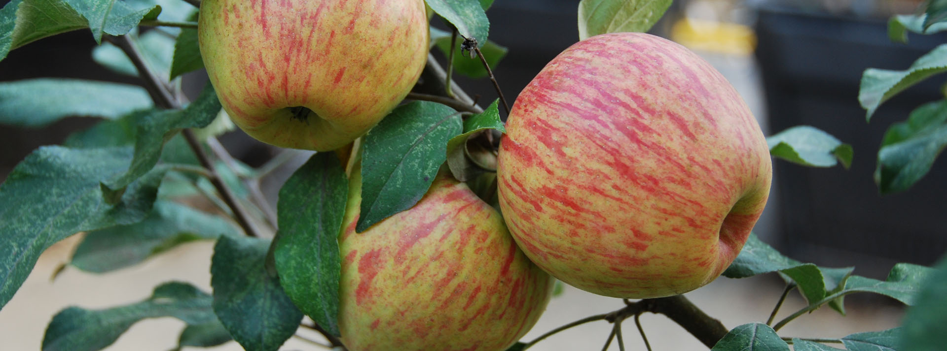 Introduction to Apple Trees