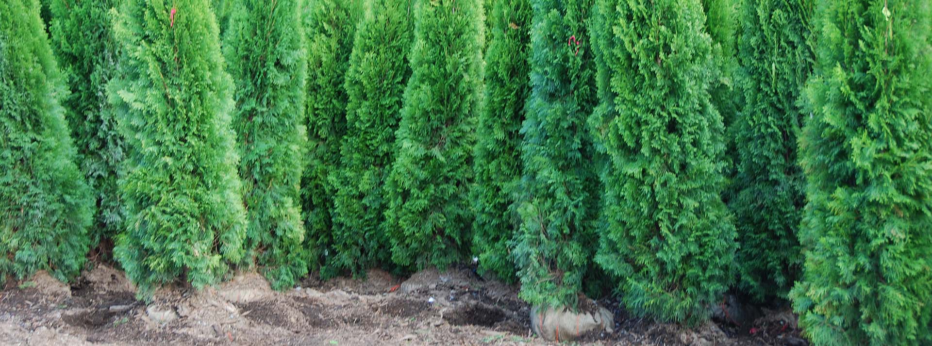 Introduction to Hedging Cedars for Privacy