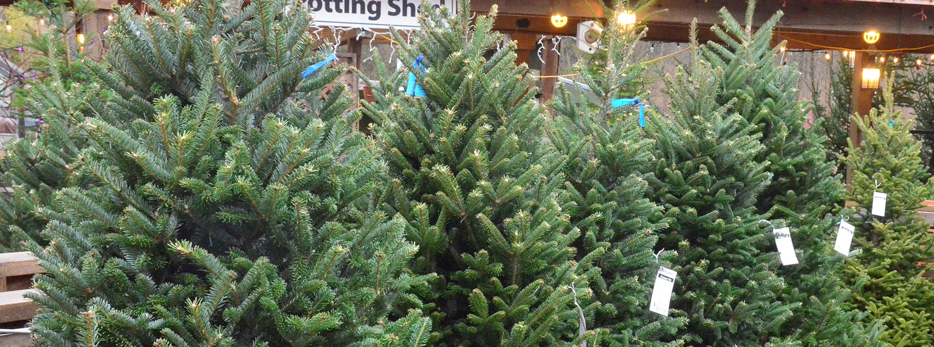 Choosing the Best Christmas Tree