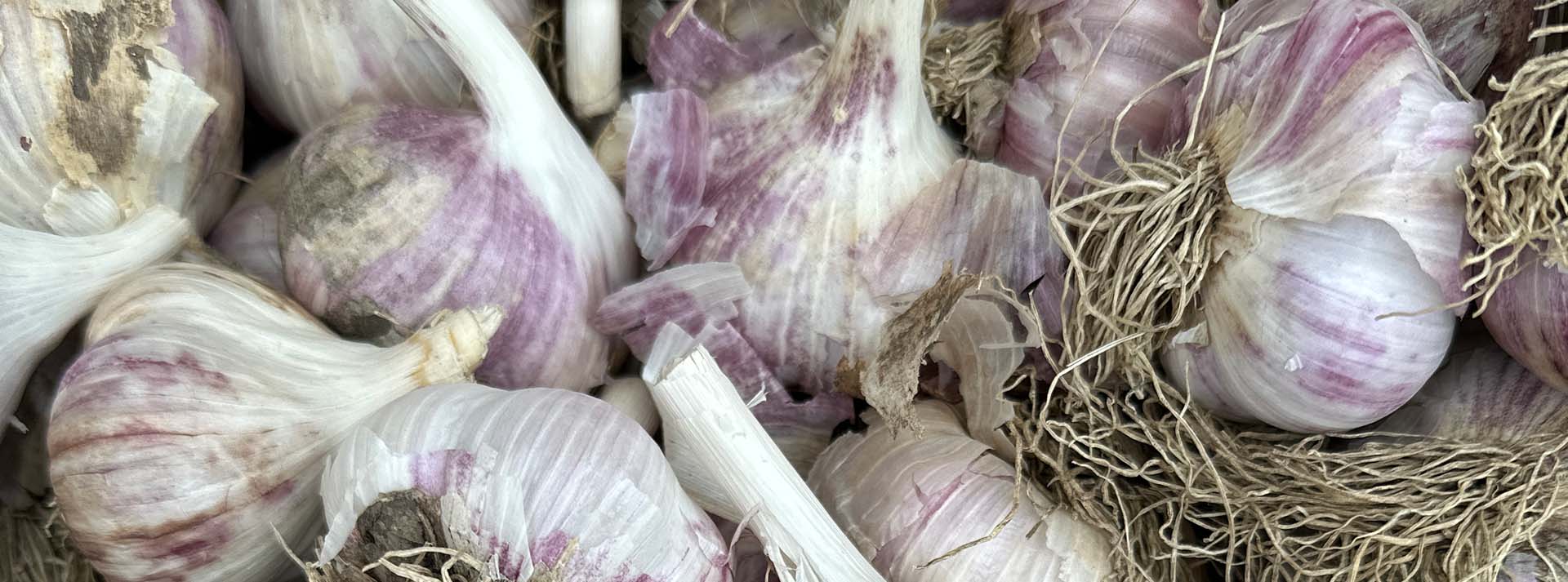 An Introduction to Growing Garlic